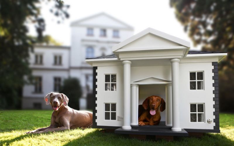 Which Ideas for Luxurious Dog Houses Are Popular