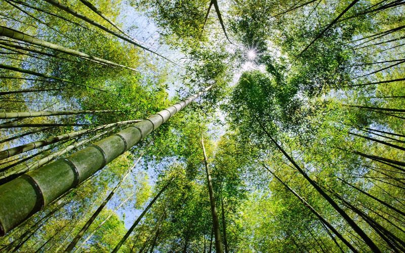 Why Natural Bamboo is Useful